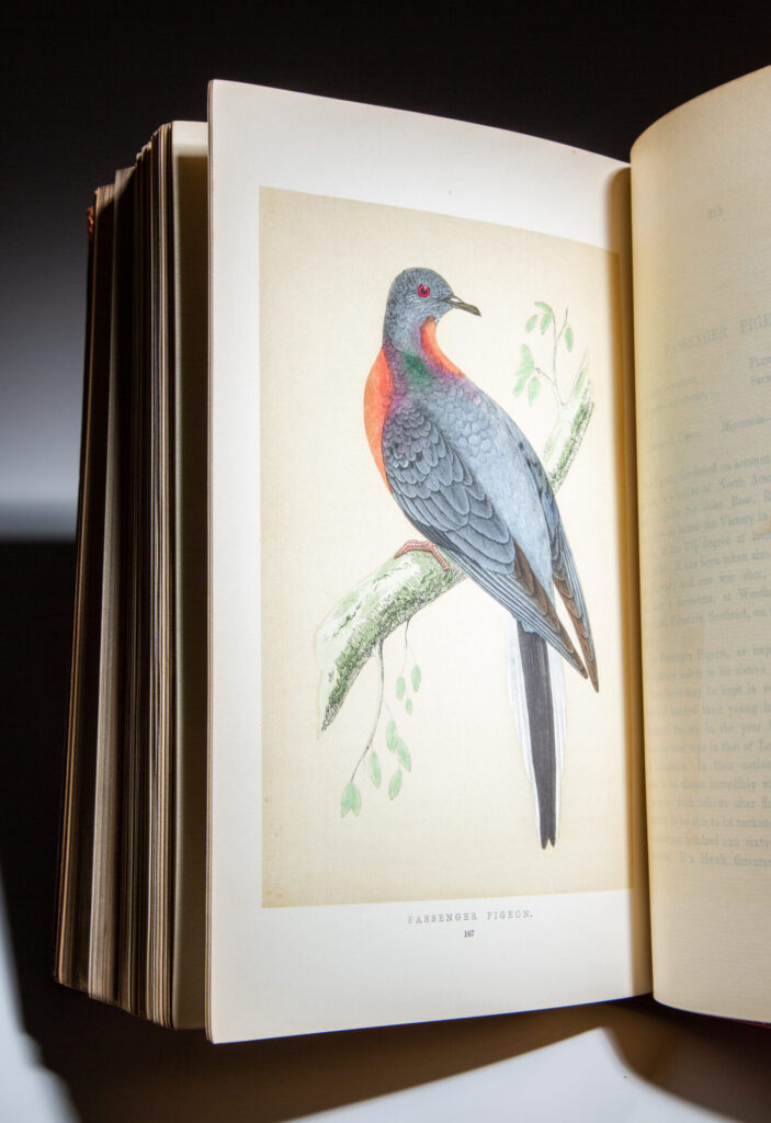 Livre Rare : British Birds 1840, 1ère édition, The Religious Tract Society - Ornithologie Ancienne