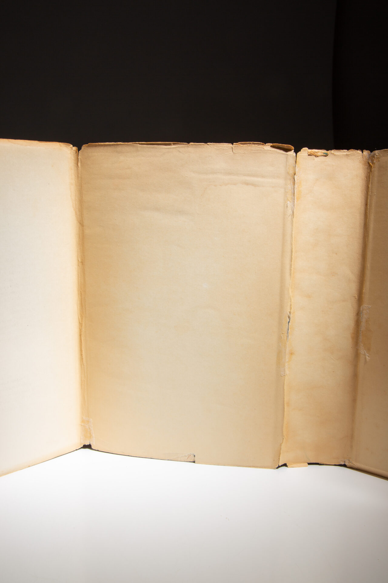 Sea of Cortez - Image 7