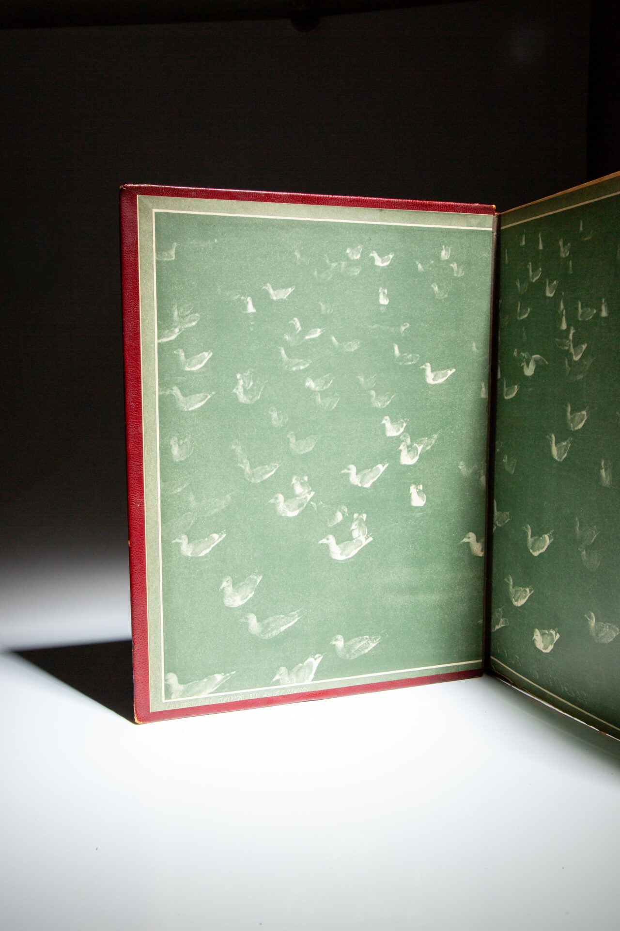 The Birds of Washington - Image 2