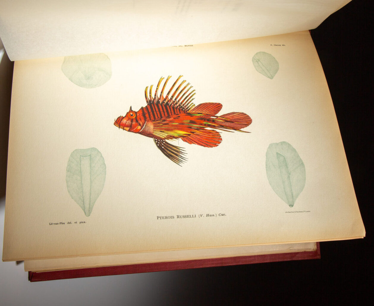 Iconographie ichtyologique de l'Indochine - Image 3