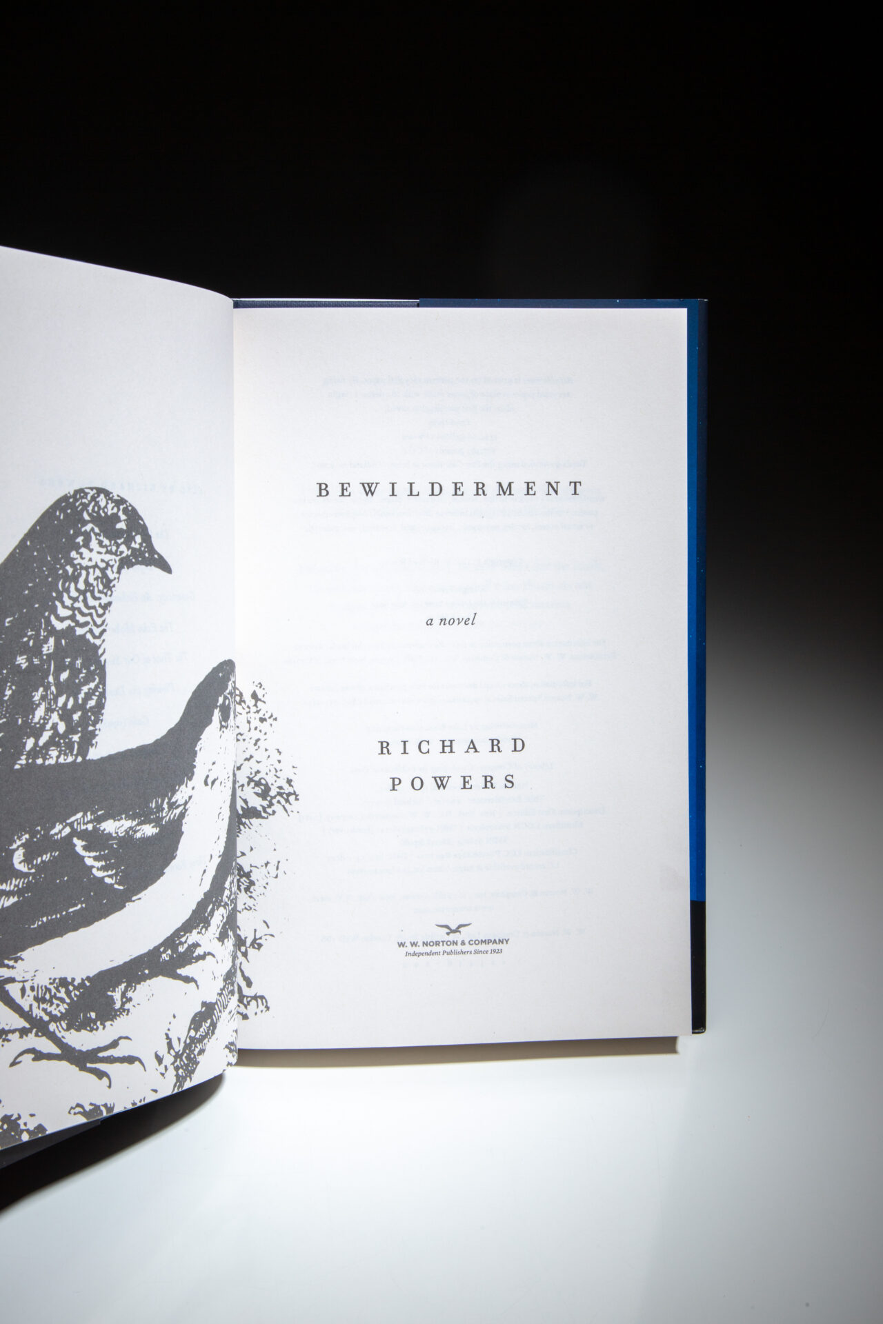 Bewilderment - Image 4